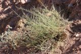 Artemisia serotina