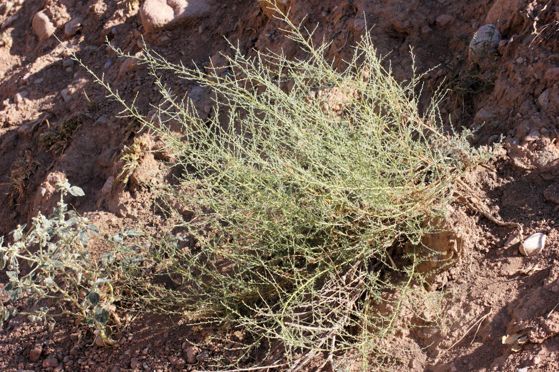 Изображение особи Artemisia serotina.