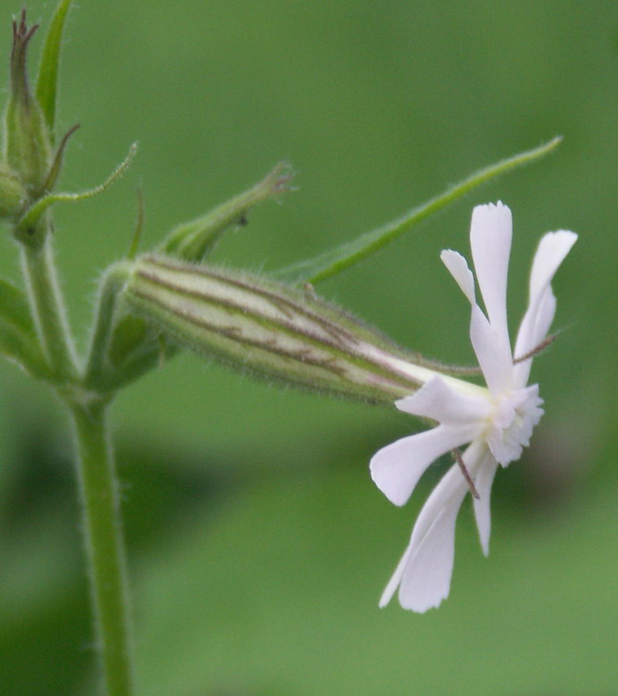 Изображение особи Silene noctiflora.