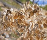 Heracleum stevenii