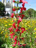 Salvia coccinea. Средняя часть соцветия. Австрия, Вена, парк Зигмунд-Фройд. 10.09.2012.