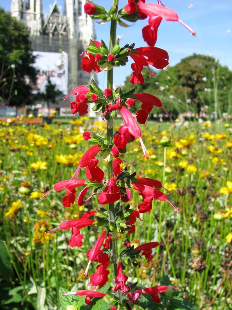 Image of Salvia coccinea specimen.