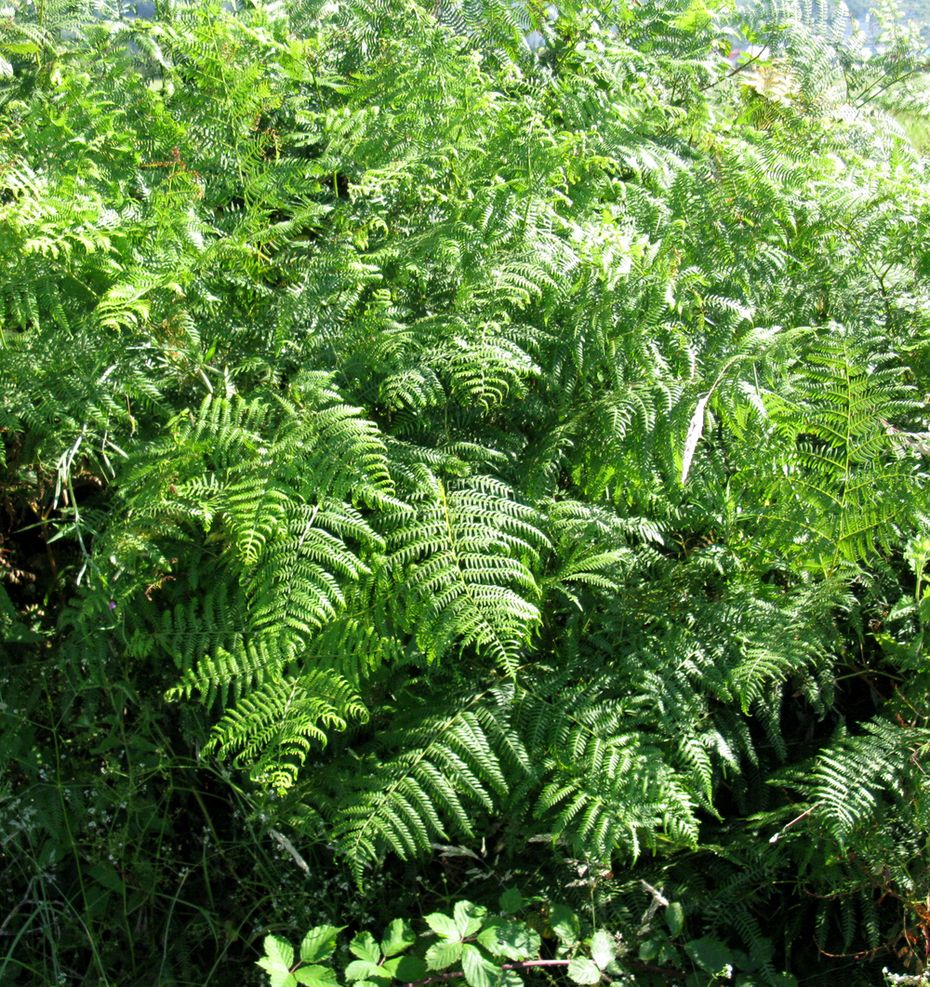 Изображение особи Pteridium aquilinum.