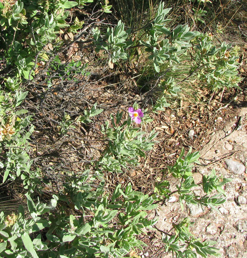 Изображение особи Cistus albidus.