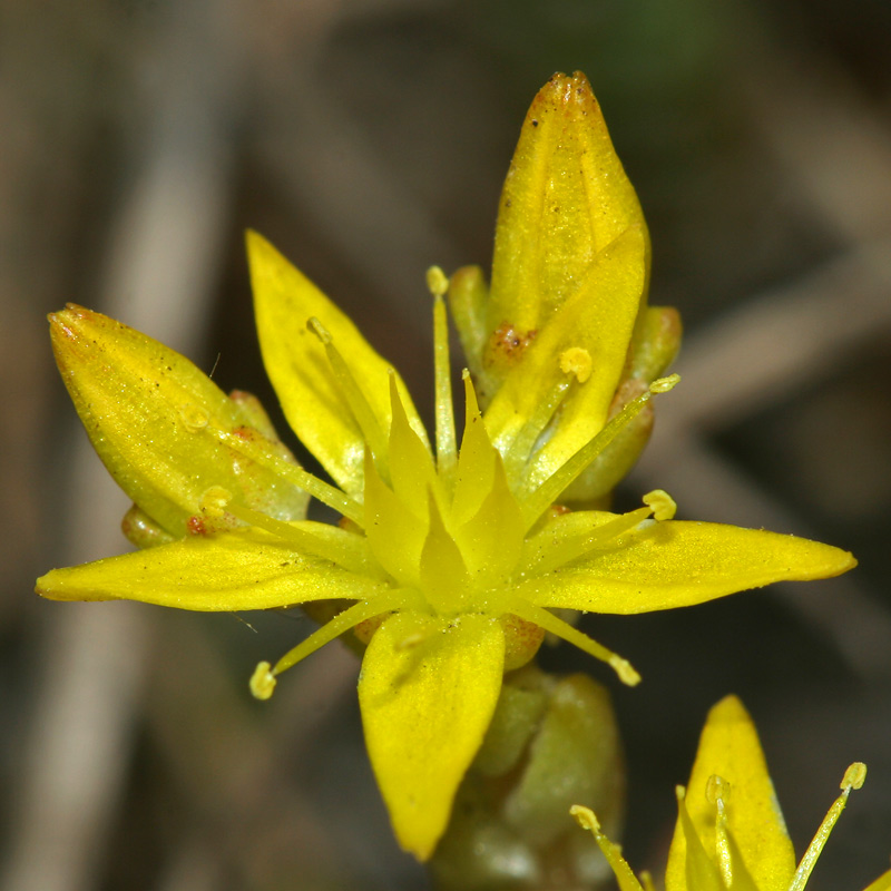 Image of Sedum acre specimen.