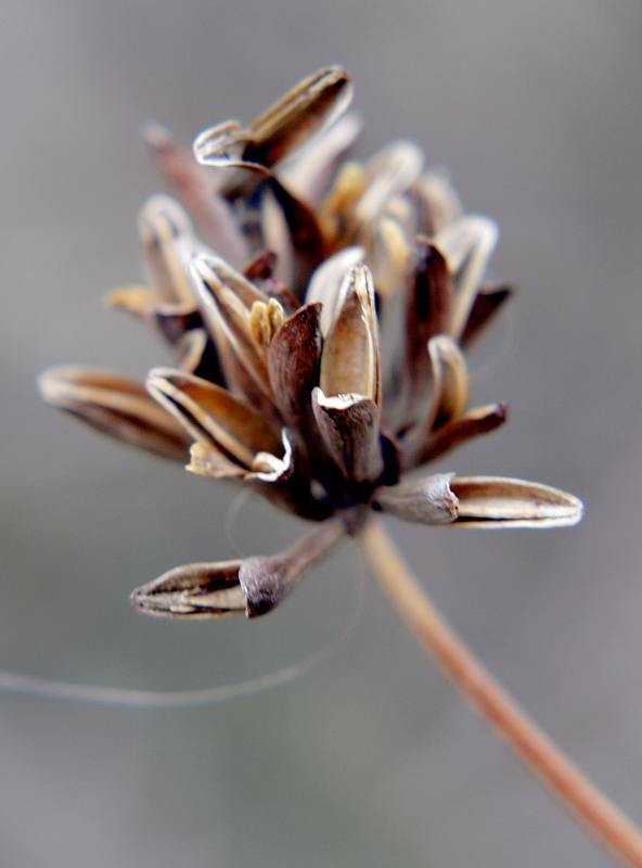 Image of Syringa &times; henryi specimen.