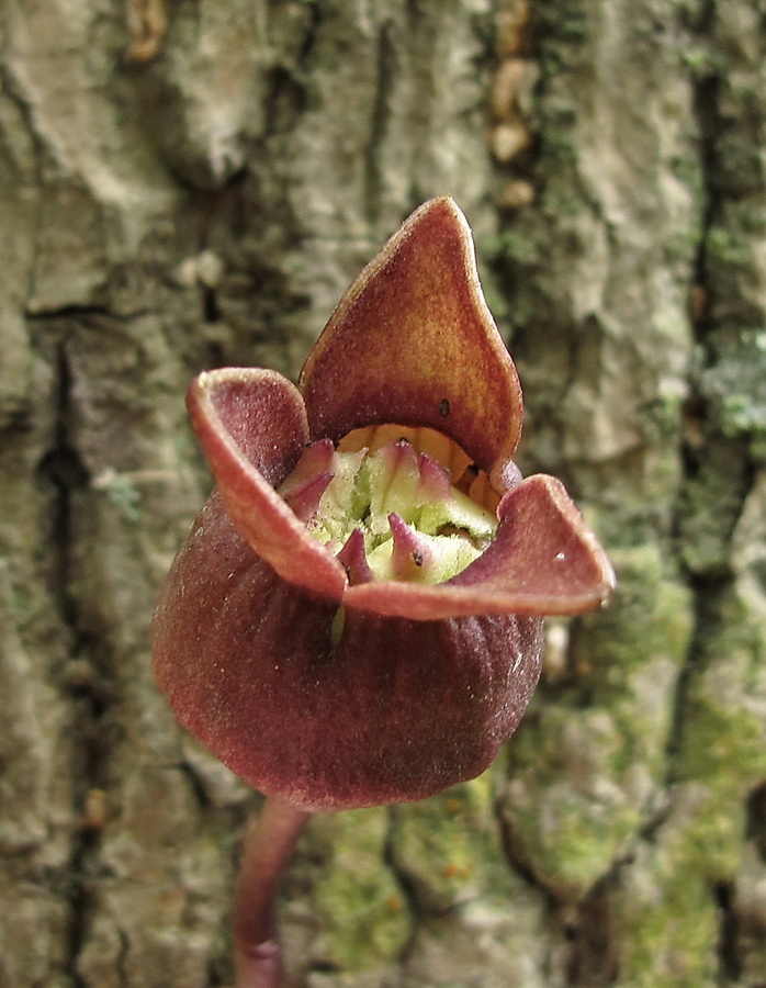 Image of Asarum sieboldii specimen.