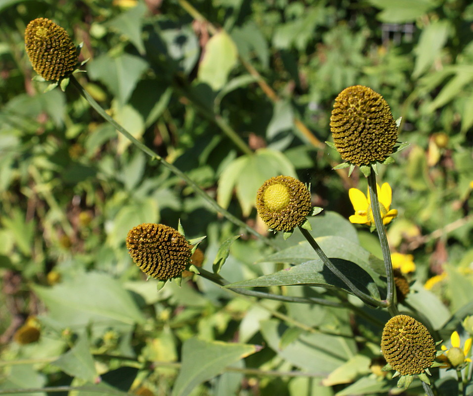 Image of Rudbeckia laciniata specimen.
