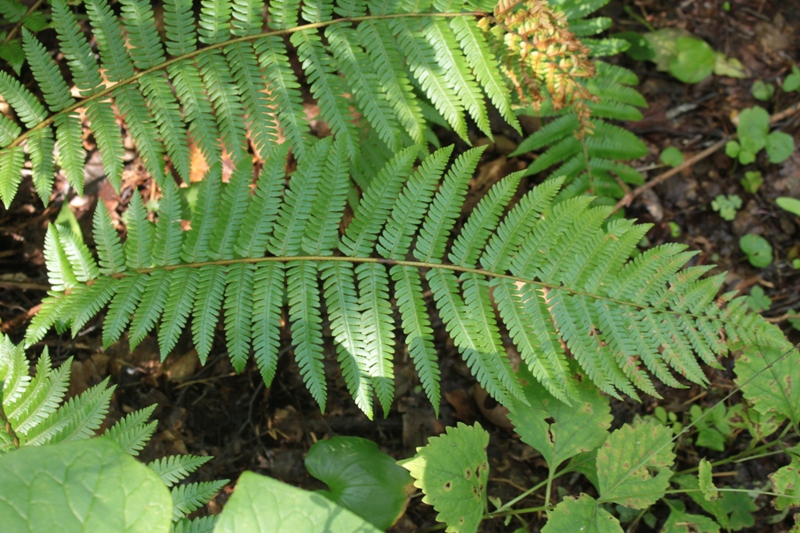 Image of Dryopteris crassirhizoma specimen.