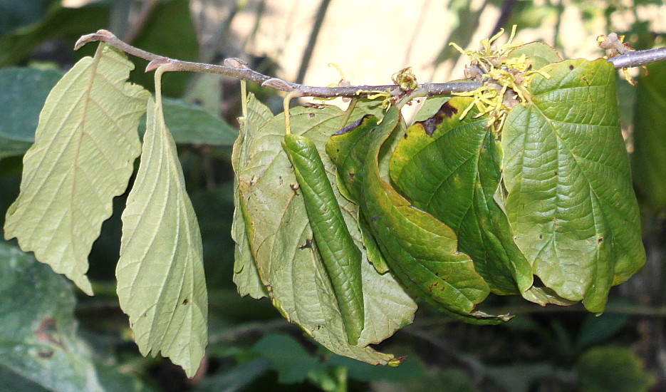 Изображение особи Hamamelis virginiana.