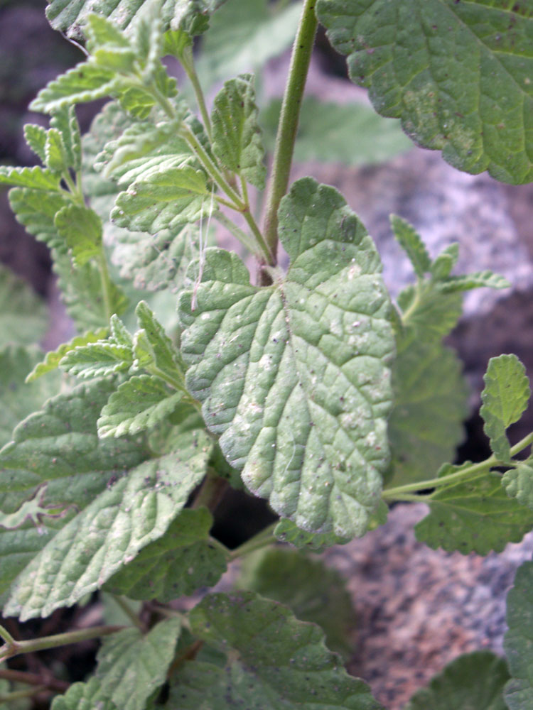 Image of Lophanthus schtschurowskianus specimen.