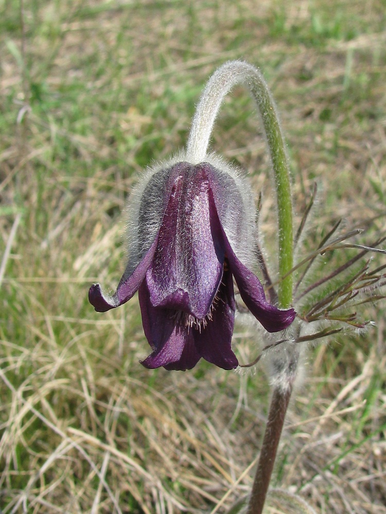 Image of Pulsatilla bohemica specimen.