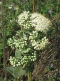 Hylotelephium stepposum. Частично распустившееся соцветие. Украина, Запорожье, о-в Хортица. 27.08.2012.