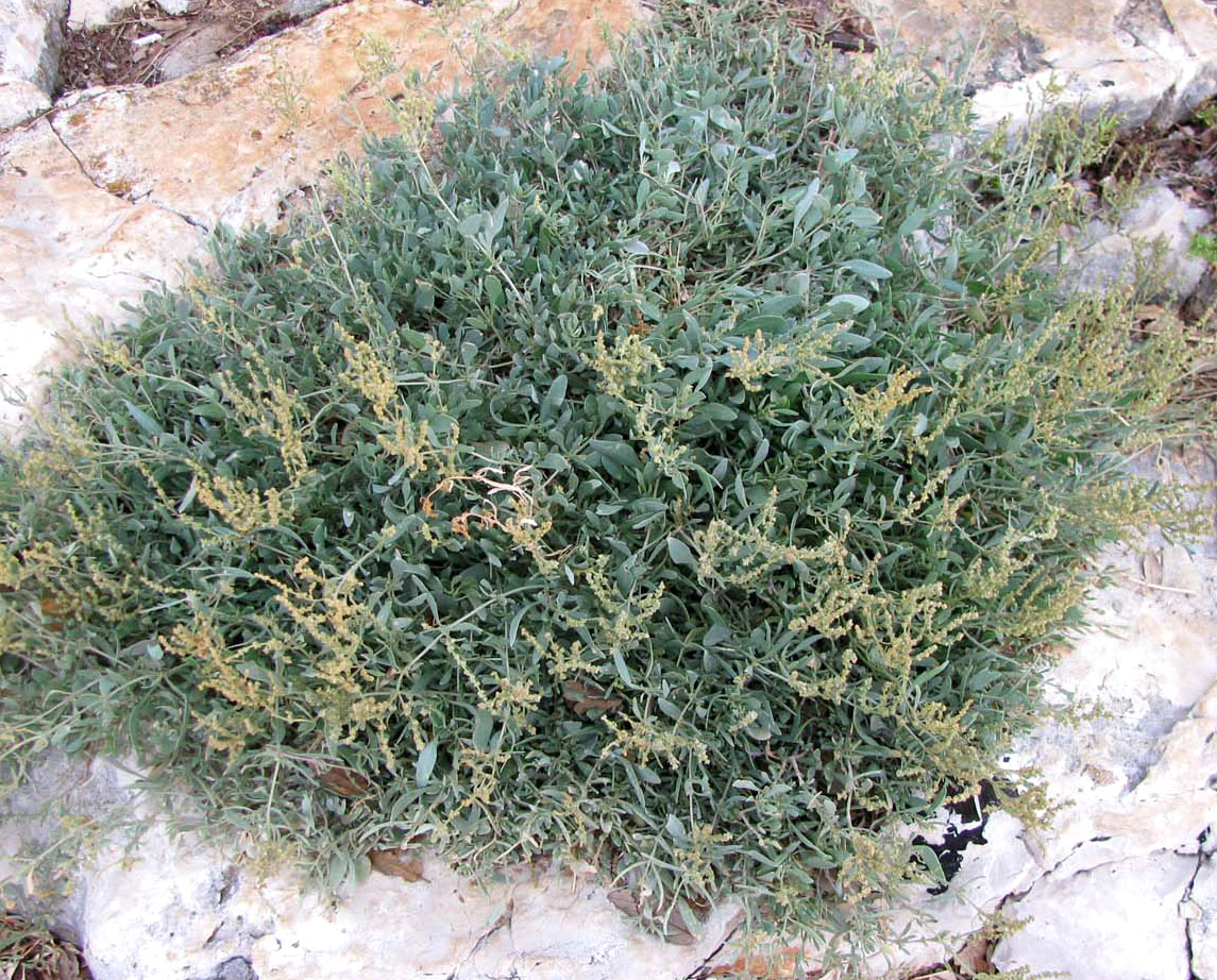 Image of Halimione portulacoides specimen.