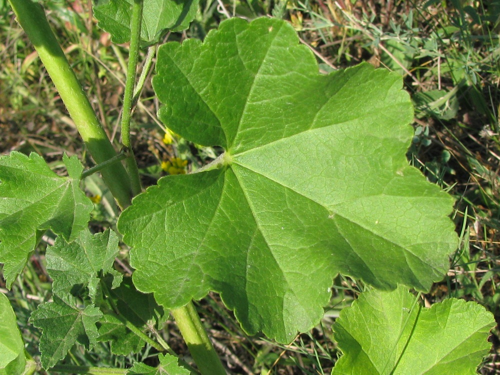 Image of Malva thuringiaca specimen.