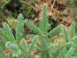 Picea mariana