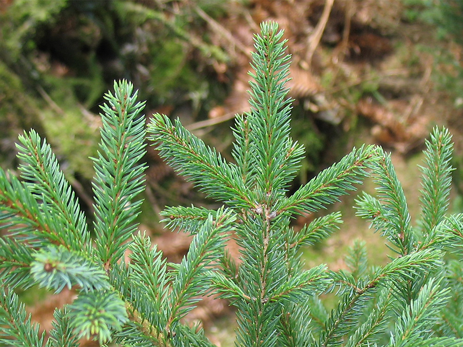 Image of Picea mariana specimen.