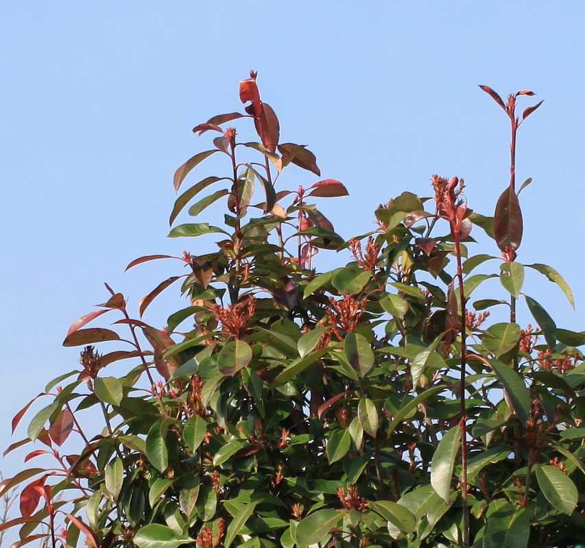 Image of Photinia &times; fraseri specimen.