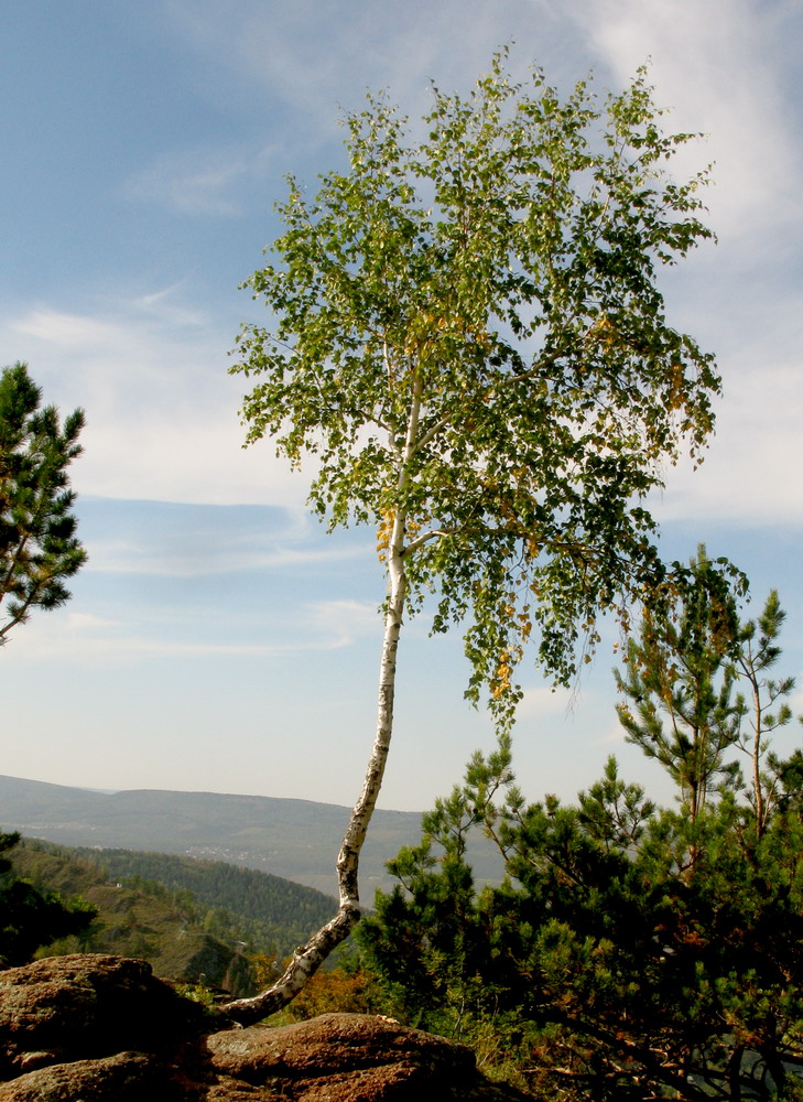 Изображение особи Betula pendula.