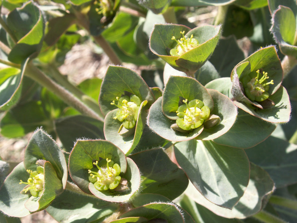 Изображение особи Euphorbia ferganensis.