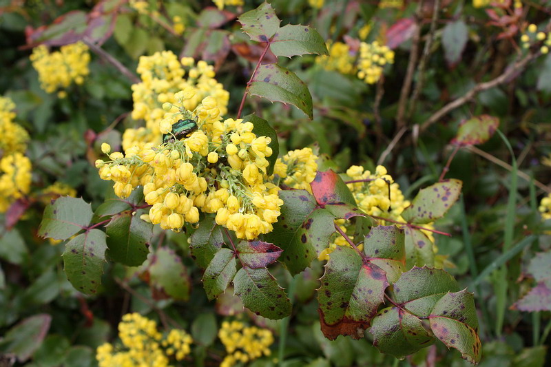 Image of Mahonia aquifolium specimen.