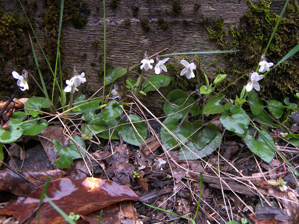 Image of Viola alba var. albiflora specimen.