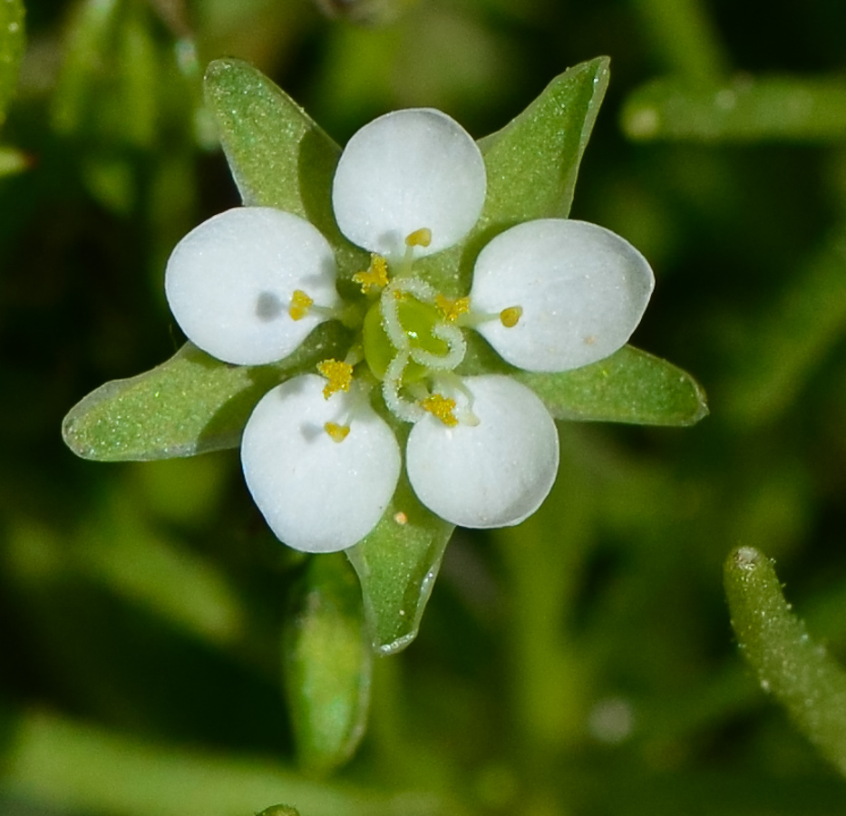 Изображение особи Spergula fallax.