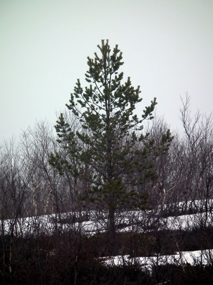 Image of Pinus friesiana specimen.