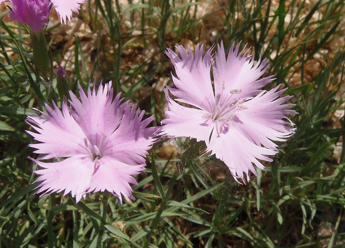 Изображение особи род Dianthus.