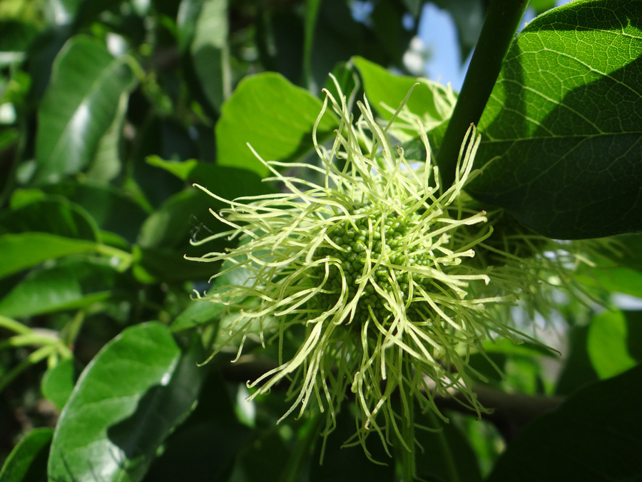 Изображение особи Maclura pomifera.