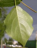 Populus × sibirica. Лист, вид снизу. Санкт-Петербург, 25 мая 2009 г.