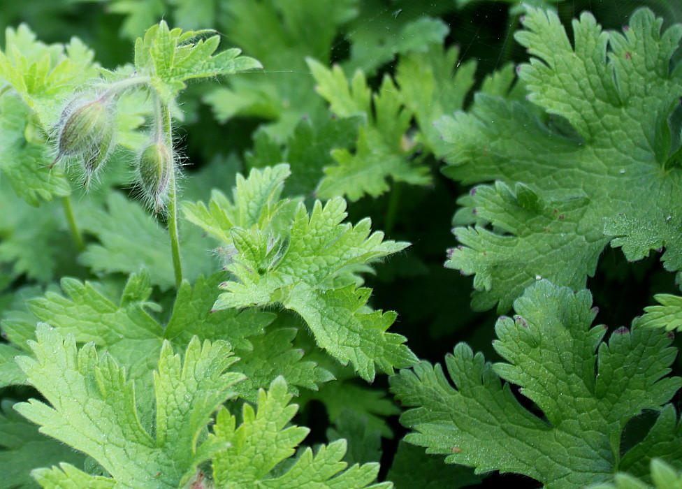 Изображение особи Geranium platypetalum.