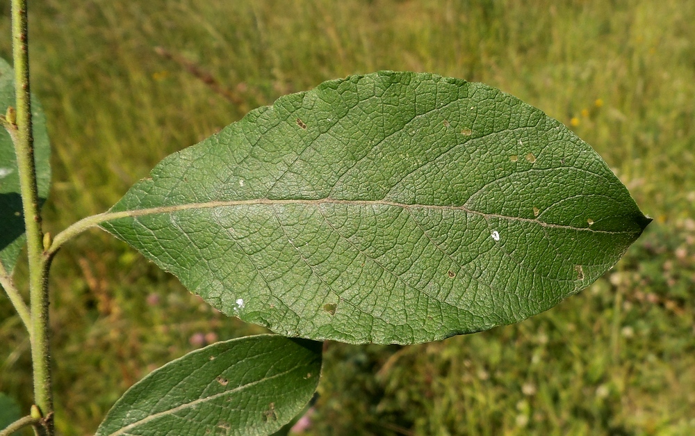 Изображение особи Salix caprea.