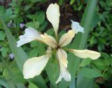 Iris foetidissima. Цветок. Крым, пос. Отрадное, парк пансионата «Прибрежный». 22.05.2013.