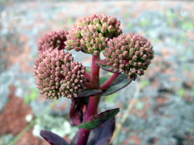 Image of Hylotelephium ruprechtii specimen.