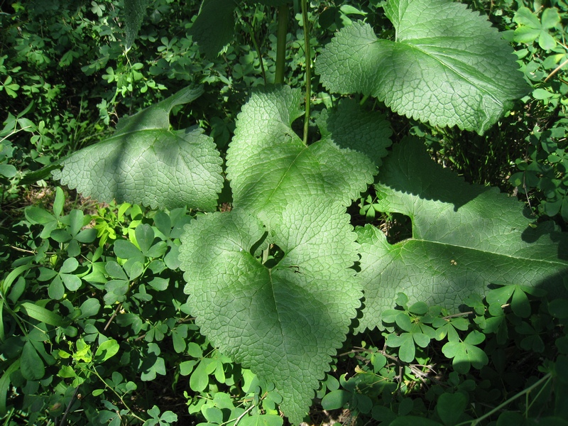 Image of Phlomoides tuberosa specimen.