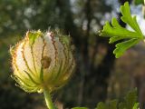 Hibiscus trionum. Плод. Краснодарский край, окр. г. Крымск, обочина грунтовой дороги. 21.08.2013.