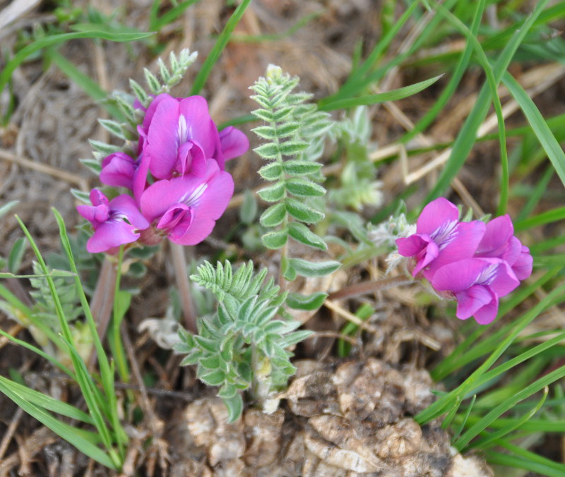 Image of Oxytropis kamtschatica specimen.