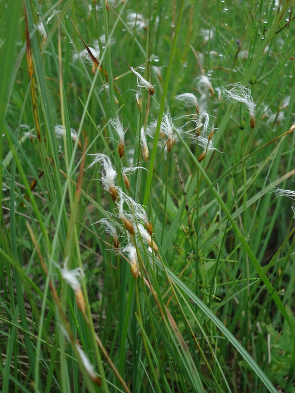 Изображение особи Trichophorum alpinum.