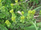 Alyssum turkestanicum разновидность desertorum