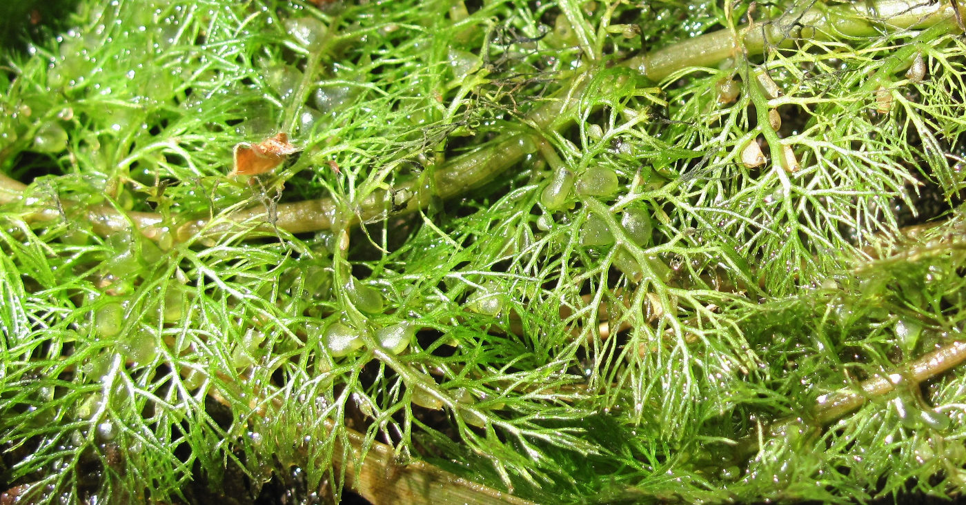 Image of Utricularia vulgaris specimen.