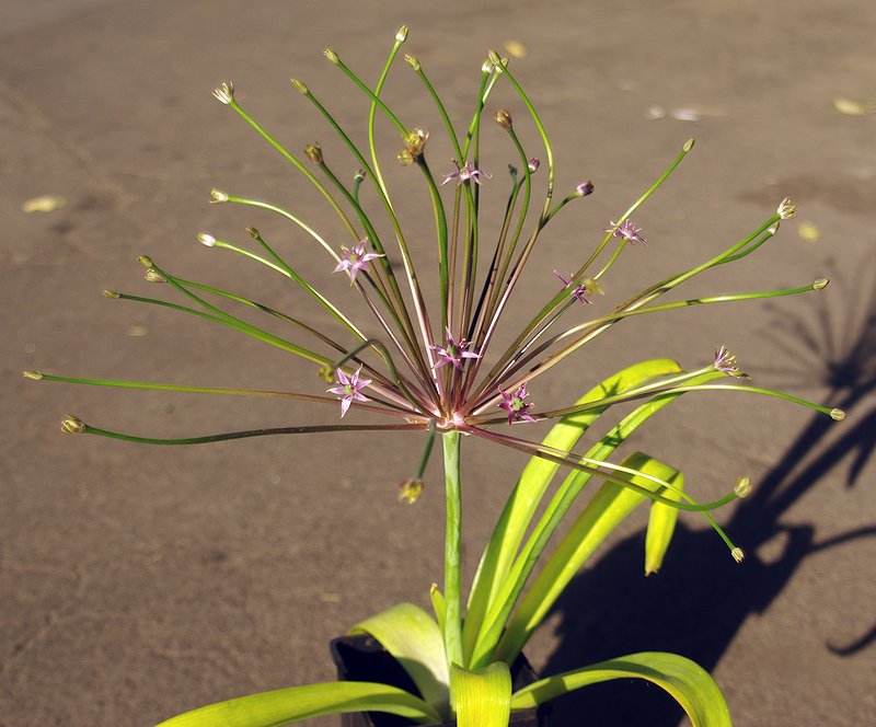 Изображение особи Allium schubertii.