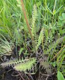 Pedicularis venusta