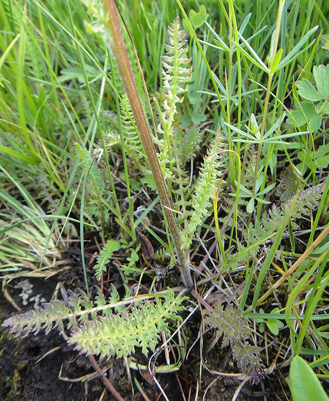 Image of Pedicularis venusta specimen.