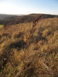 Rumex crispus