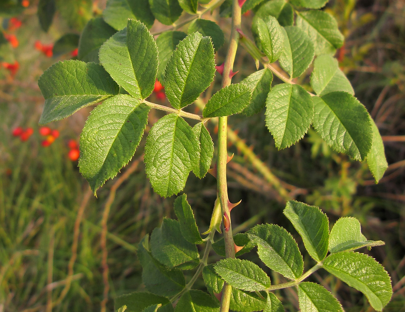 Image of genus Rosa specimen.