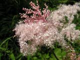 Filipendula glaberrima. Соцветие. Хабаровский край, Ванинский р-н, распадок в верховьях р. Левая Утэ. 19.07.2013.