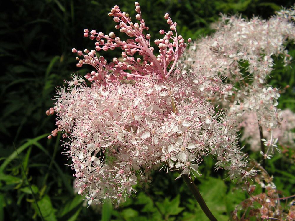 Изображение особи Filipendula glaberrima.