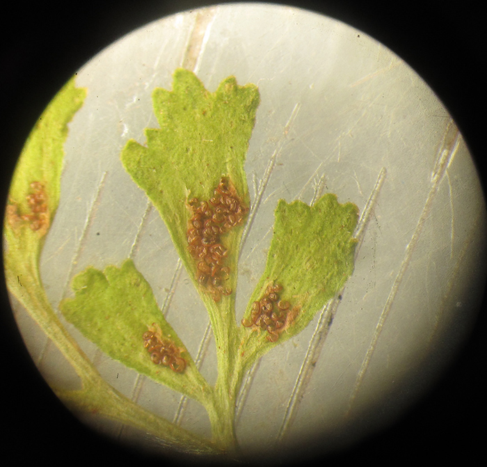 Image of Asplenium haussknechtii specimen.