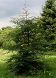 семейство Taxaceae